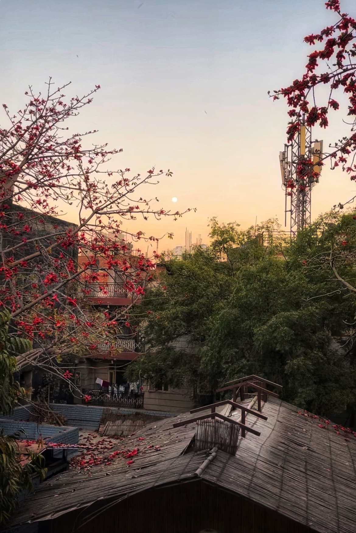 Delhi, India — View from my window
